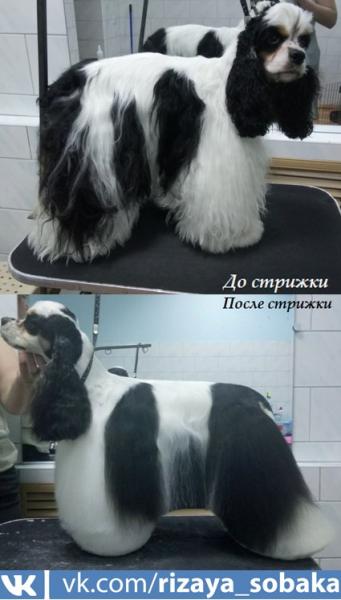 Олег:  Стрижка собак и кошек в Новороссийске