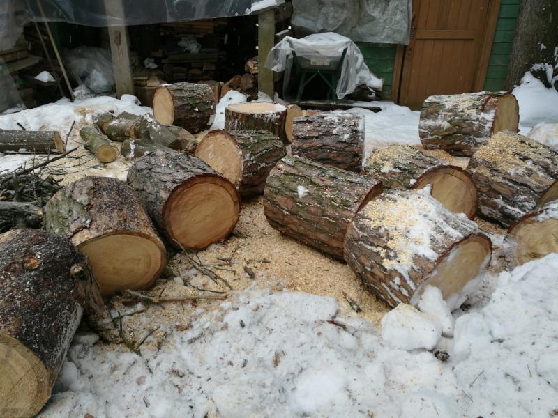 Александр:  Спиливание, снос и валка деревьев в Орехово-Зуево