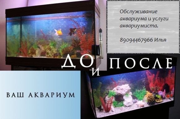 Илья:  Услуги аквариумиста