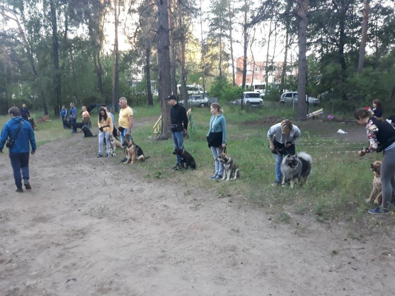 Наталья:  Дрессировка собак в Тольятти