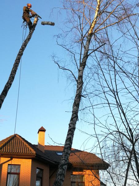 Александр:  Профессиональная валка, спил и удаление деревьев в Пушкино