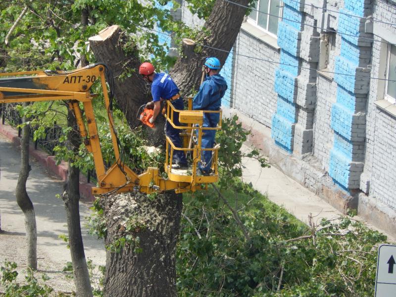 Николай:  Обрезка деревьев в Волгограде и по области