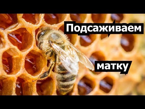 Сергей:  Услуга пчеловода Воронежа и области.