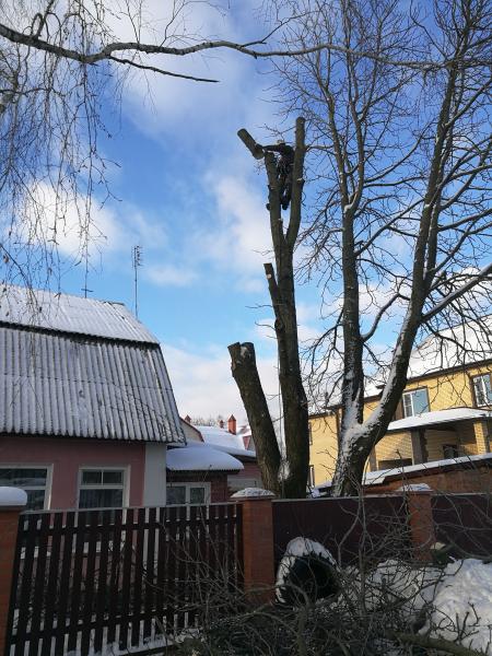 Александр:  Обрезка, вырубка, удаление деревьев в Ивантеевке