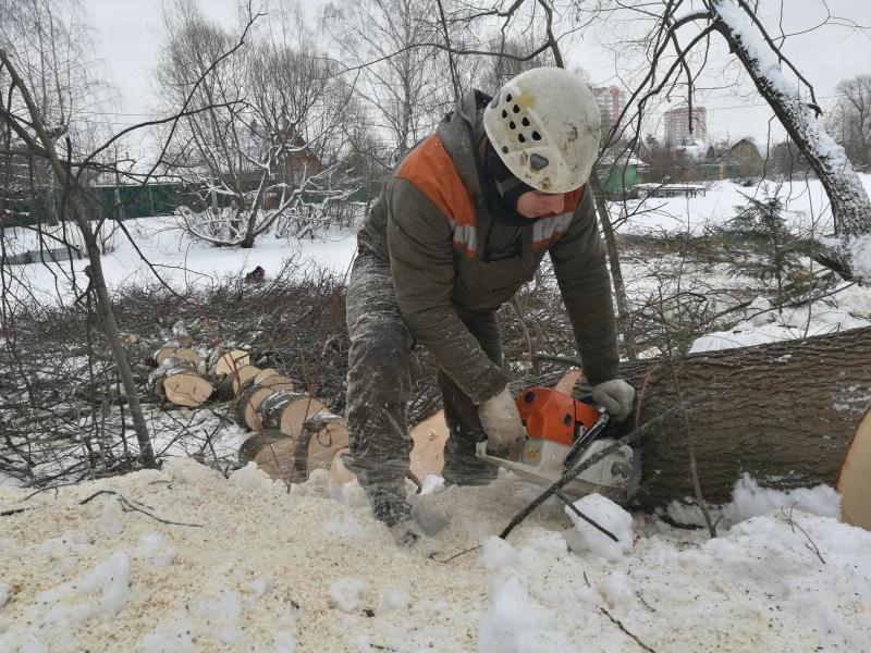 Александр:  Валка, рубка, обрезка и удаление деревьев в Дмитрове