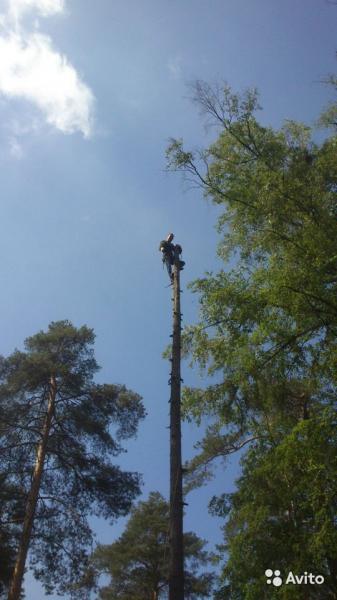Алексей:  Удаление, спил и вырубка деревьев в Томилино