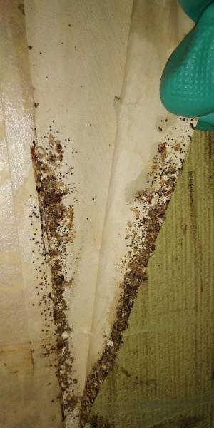 Гранд Комфорт:  Профессиональное уничтожение насекомых (Дезинсекция)