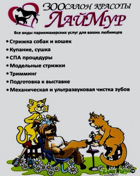 Марина:  Стрижка собак и кошек в Орехово-Зуево