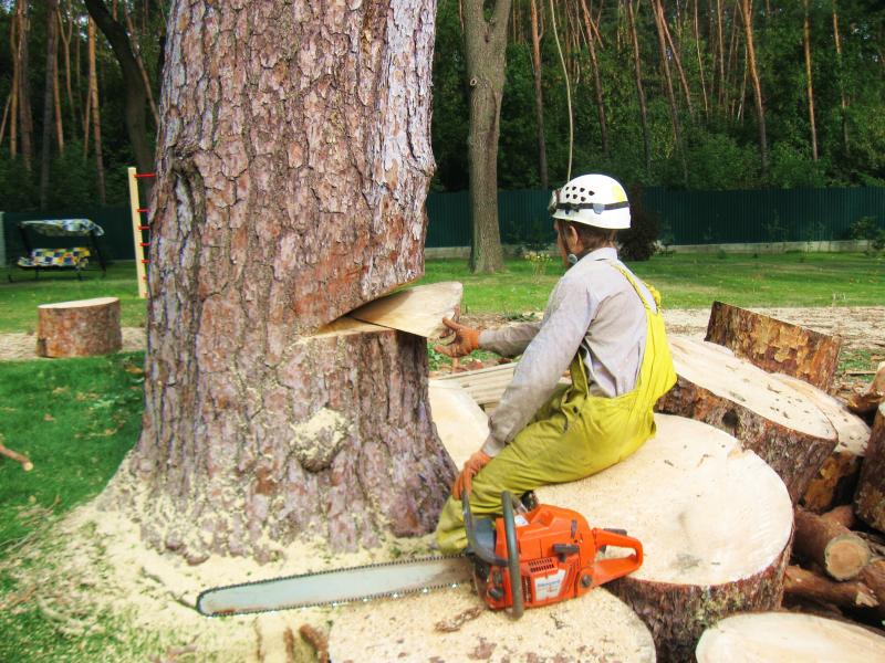 Дмитрий:  Спилим дерево по Рязани и области