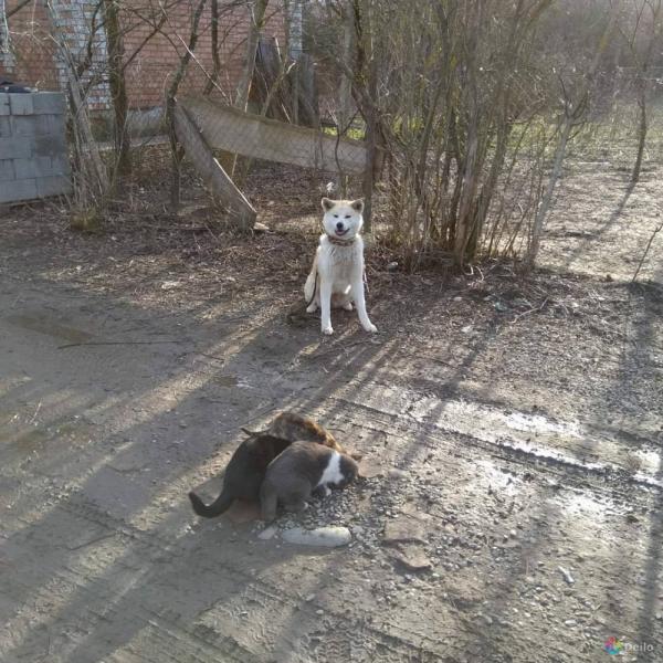 Вячеслав:  Дрессировка собак всех пород