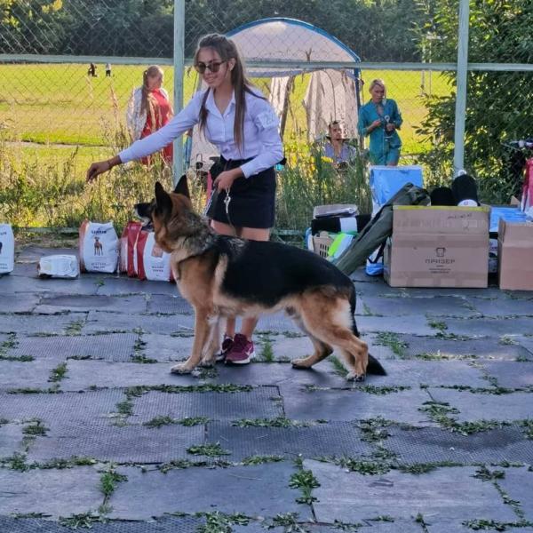 Дарья:  Дрессировка и подготовка собак к выставкам