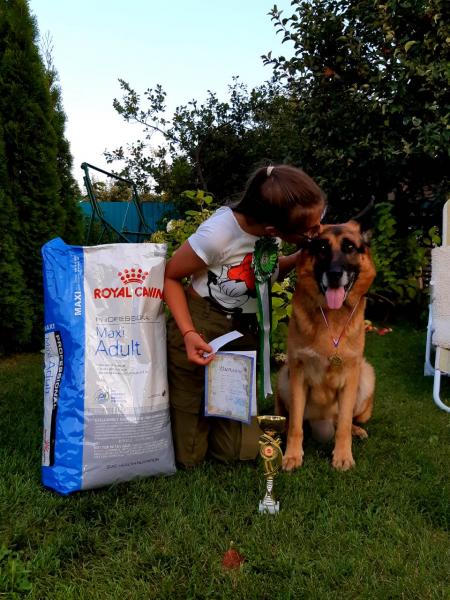 Дарья: Дрессировка и подготовка собак к выставкам