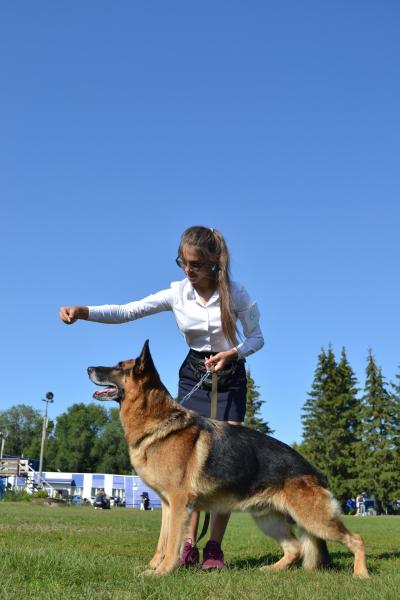 Дарья: Дрессировка и подготовка собак к выставкам
