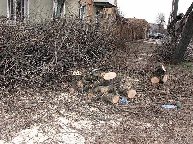Дима:  Спилим любые деревья, вывоз мусора
