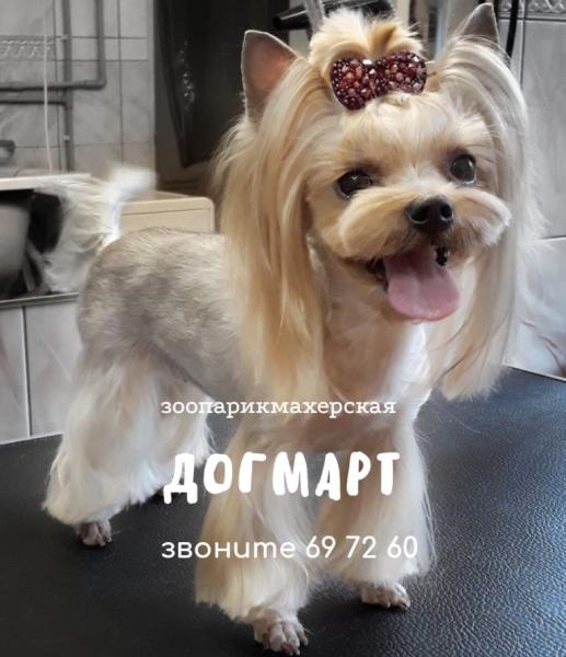 ДогМарт:  Стрижка собак в Калининграде в зоосалоне 