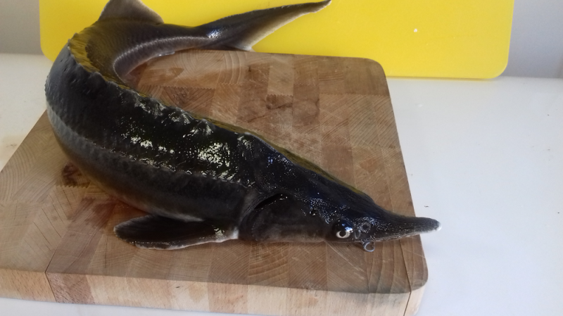 Жирнов Андрей:  Рыба живая и охлажденная осетровых пород
