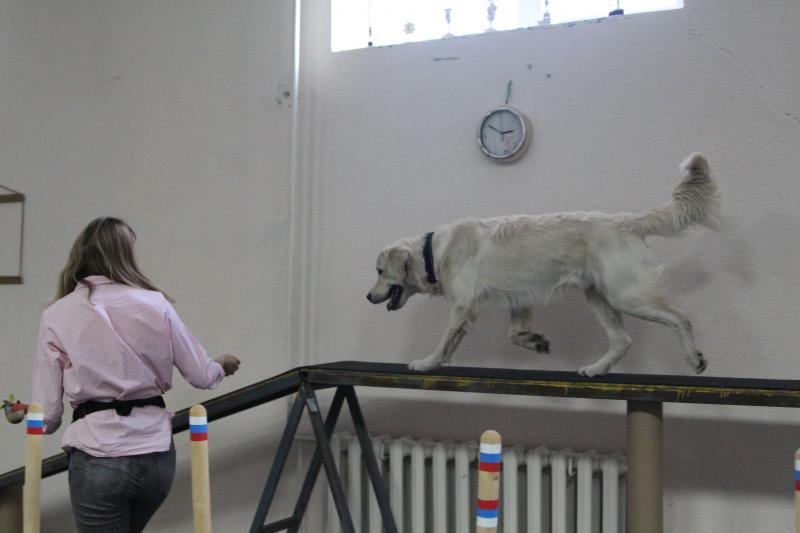 Анастасия: Дрессировка собак в Курске 