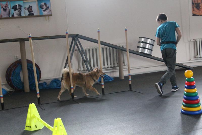Анастасия: Дрессировка собак в Курске 