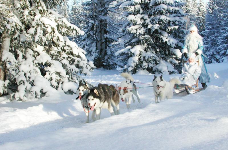 Ольга:  Дед Мороз и Снегурочка на собаках