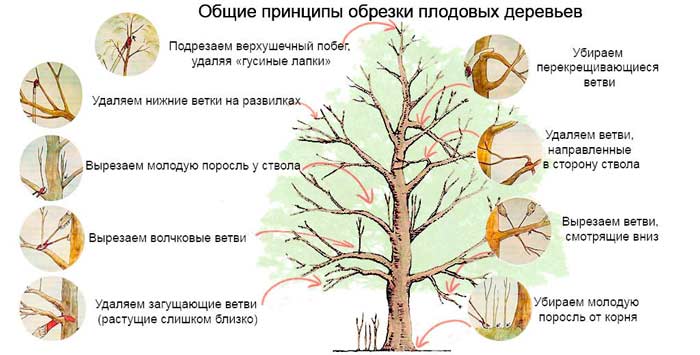 Максим :  Обрезка деревьев профессионально