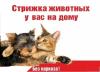 Сколько стоит стрижка кошки в красноярске