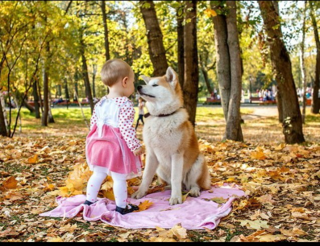 Диляра:  Аренда собак для фотосессий Казань