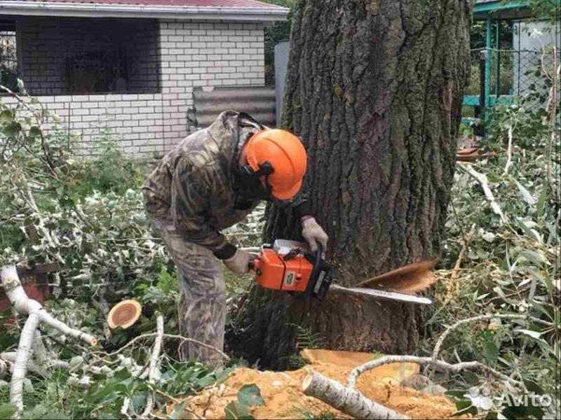 Алексей:  Спиливание деревьев