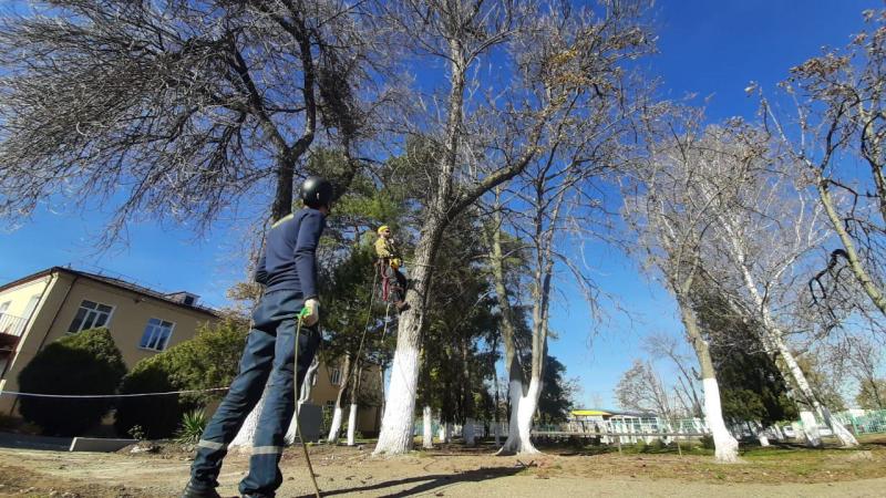 Ярослав:  Безопасный и Профессиональный спил деревьев 