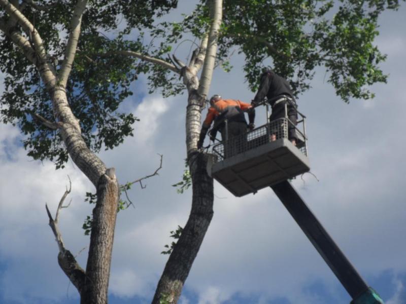 Олег:  Удаление деревьев и расчистка участков