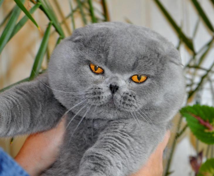 Наталья :  Шотландский вислоухий котик предлагается для вязки