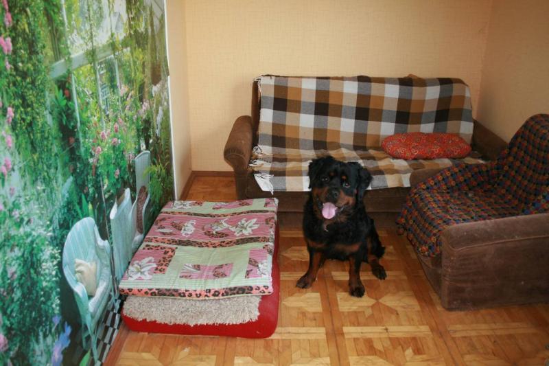 Анастасия:  Гостиница для домашних животных "Kotopesnn"