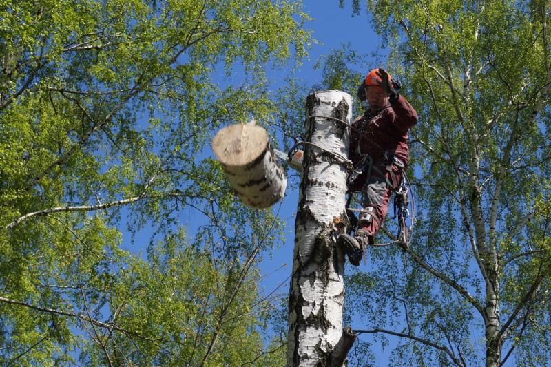 Дмитрий:  Спиливание деревье в Старожилово и районе