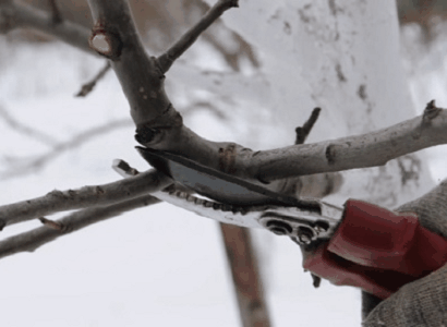 Олег:  Обрезка деревьев/винограда в Аксае