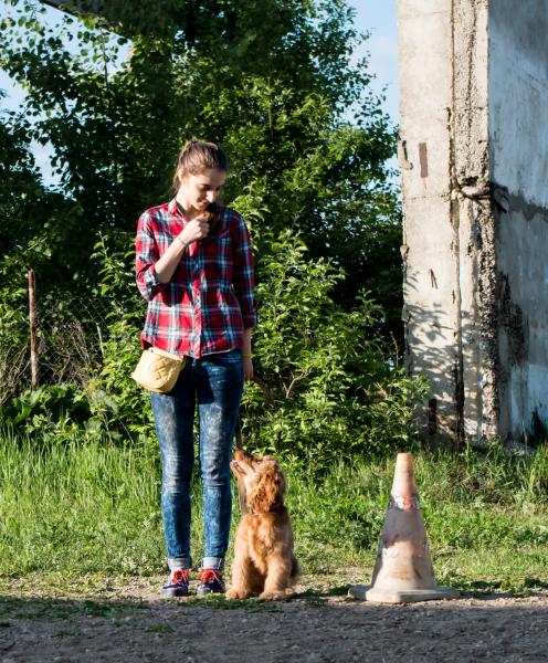 Юрий: Дрессировка собак в г. Иваново у Вас дома и на площадке. Клуб Служебного Собаководства.</p><p> Лицензированный кинолог.